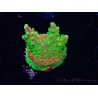 WYSIWYG MH Acropora natalensis