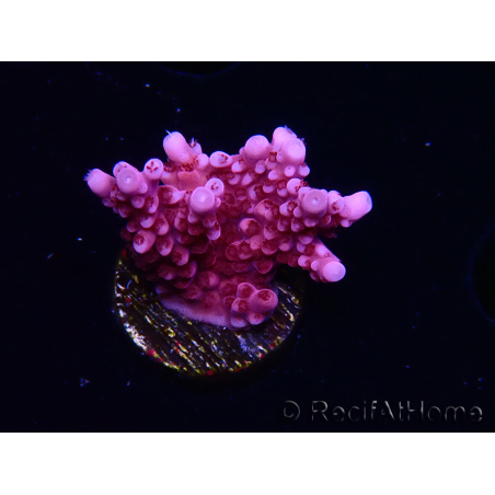 WYSIWYG RAH Acropora ballerina