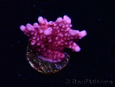 WYSIWYG RAH Acropora ballerina