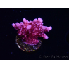 WYSIWYG RAH Acropora ballerina 5C9