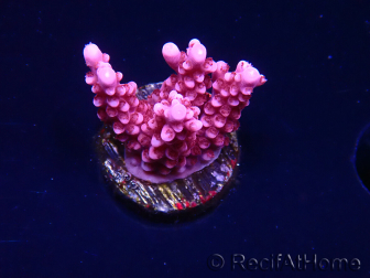 WYSIWYG RAH Acropora ballerina