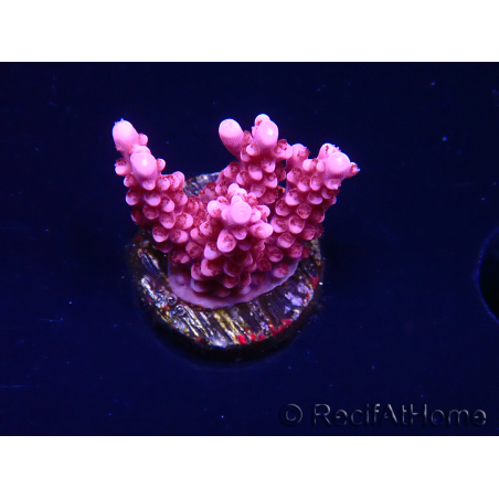 WYSIWYG RAH Acropora ballerina