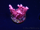WYSIWYG RAH Acropora ballerina