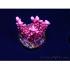 WYSIWYG RAH Acropora ballerina 5C10
