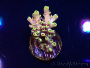 WYSIWYG RAH Acropora Pink Floyd