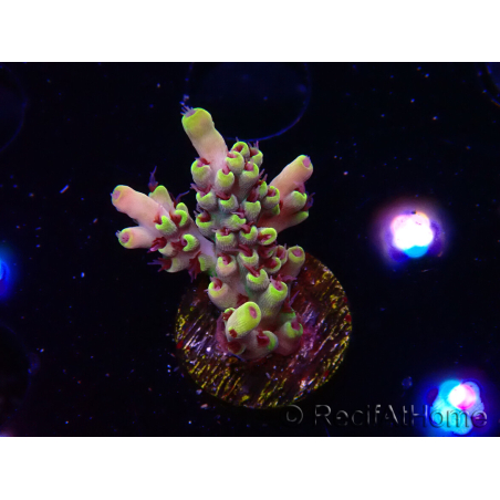 WYSIWYG RAH Acropora Pink Floyd 5D10