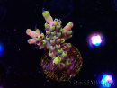 WYSIWYG RAH Acropora Pink Floyd 5D10