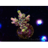 WYSIWYG RAH Acropora Pink Floyd