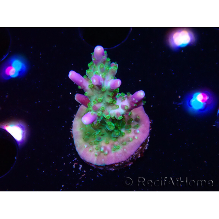 WYSIWYG RAH Acropora Blue Lagoon