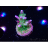 WYSIWYG RAH Acropora Blue Lagoon