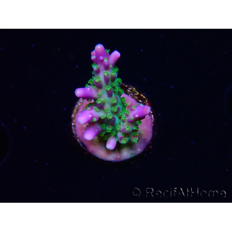 WYSIWYG RAH Acropora Blue Lagoon