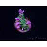 WYSIWYG RAH Acropora Blue Lagoon