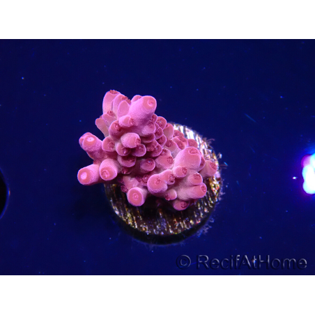 WYSIWYG RAH Acropora Sunset Boulevard