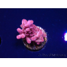 WYSIWYG RAH Acropora Sunset Boulevard 5E6