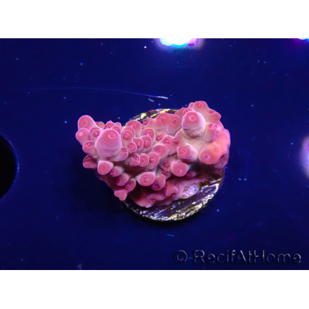 WYSIWYG RAH Acropora Sunset Boulevard 5E7