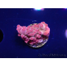 WYSIWYG RAH Acropora Sunset Boulevard