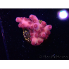 WYSIWYG RAH Acropora Sunset Boulevard