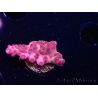WYSIWYG RAH Acropora Sunset Boulevard 5E9