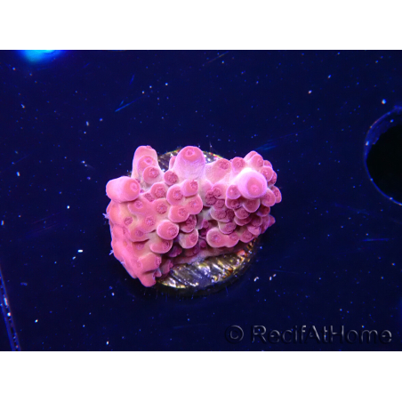 WYSIWYG RAH Acropora Sunset Boulevard