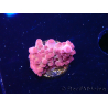 WYSIWYG RAH Acropora Sunset Boulevard