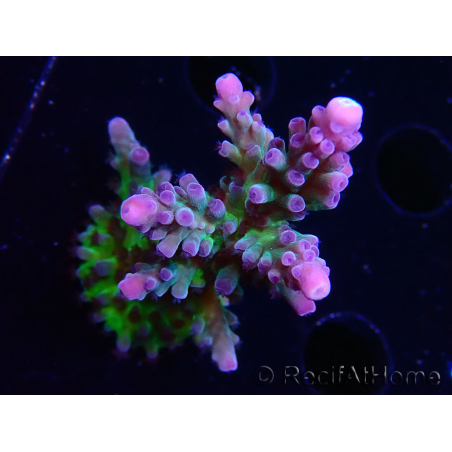 WYSIWYG - RAH Acropora tortuosa