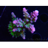 WYSIWYG - RAH Acropora tortuosa
