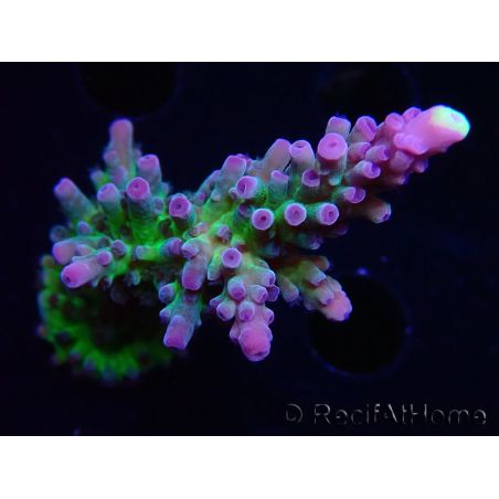 WYSIWYG - RAH Acropora tortuosa