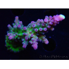 WYSIWYG - RAH Acropora tortuosa 5F2