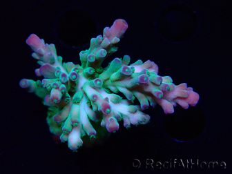 WYSIWYG RAH Acropora austera teal
