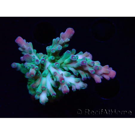 WYSIWYG RAH Acropora austera teal
