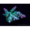 WYSIWYG RAH Acropora austera teal