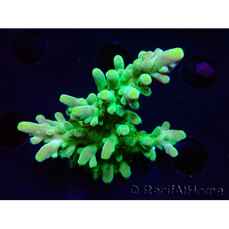 WYSIWYG RAH Acropora austera Yellow Tips