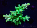 WYSIWYG RAH Acropora austera Yellow Tips
