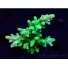 WYSIWYG RAH Acropora austera Yellow Tips