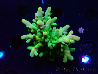 WYSIWYG RAH Acropora austera Yellow Tips