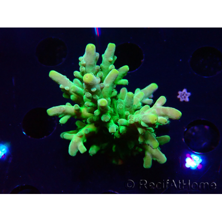 WYSIWYG RAH Acropora austera Yellow Tips