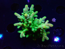 WYSIWYG RAH Acropora austera Yellow Tips
