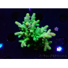 WYSIWYG RAH Acropora austera Yellow Tips