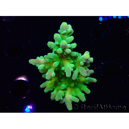 WYSIWYG RAH Acropora austera Gelbe Spitzen