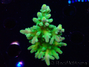 WYSIWYG RAH Acropora austera Yellow Tips