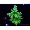 WYSIWYG RAH Acropora austera Yellow 5G3