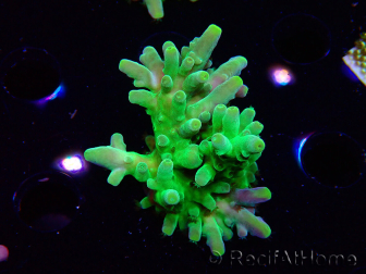 WYSIWYG RAH Acropora austera Yellow Tips
