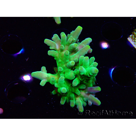 WYSIWYG RAH Acropora austera Puntas Amarillas