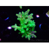 WYSIWYG RAH Acropora austera Puntas Amarillas
