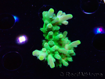 WYSIWYG RAH Acropora austera Yellow 5G5