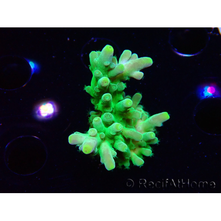 WYSIWYG RAH Acropora austera Gelbe Spitzen