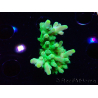 WYSIWYG RAH Acropora austera Yellow Tips