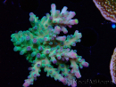 WYSIWYG RAH Acropora Rose Gold