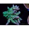 WYSIWYG LR Acropora austera Yellow Tips 5G6