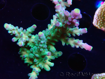 WYSIWYG LR Acropora austera Yellow Tips 5G7